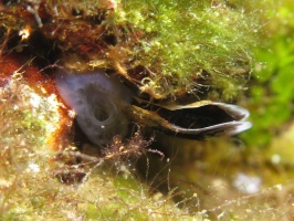 080 Flat-Tree Oyster   IMG 5444